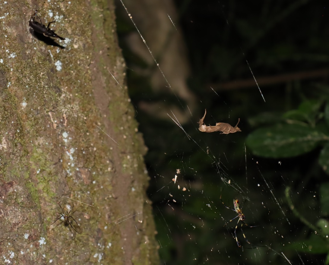 コクワガタ♂-コガネグモの巣に掛かる_コナラ-クツワムシのホットスポット_クツワムシの森_2022年9月16日20時30分頃気温25度