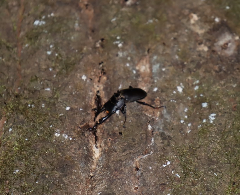 コクワガタ♂_コナラ-クツワムシのホットスポット_クツワムシの森_2022年9月16日20時30分頃気温25度