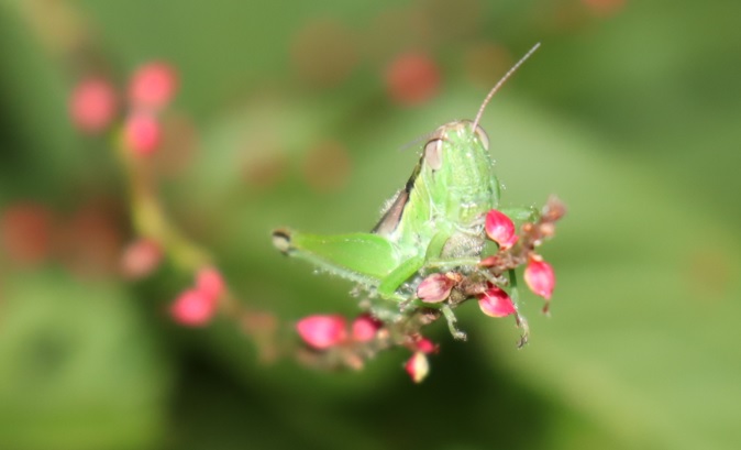 コバネイナゴ_クツワムシの森_2022年9月8日20時5分頃気温26度