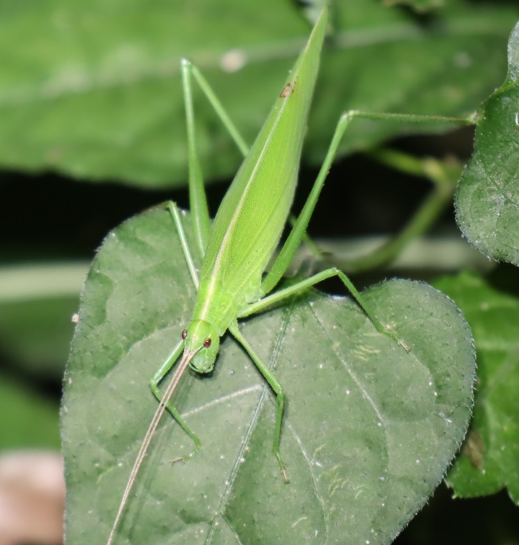 セスジツユムシ(緑色)♀_ウマオイのホットスポット_2022年9月30日19時25分頃気温22度