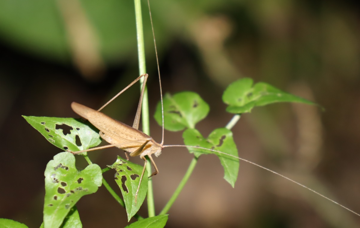 セスジツユムシ(褐色)♀_ウマオイのホットスポット_2022年9月26日19時30分頃気温26度