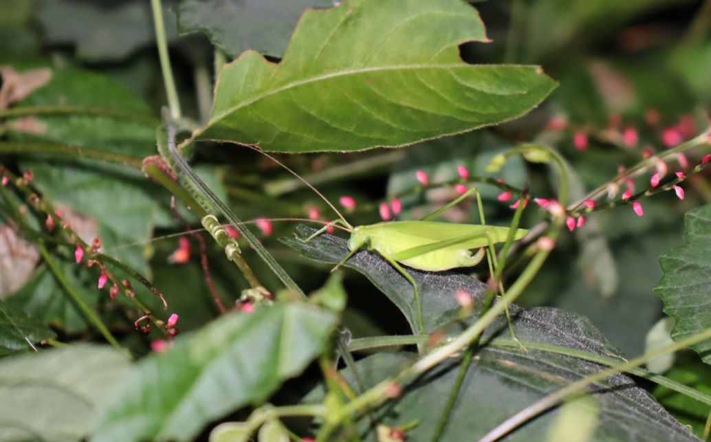 セスジツユムシ♀_クツワムシの森_2022年9月8日20時頃気温26度