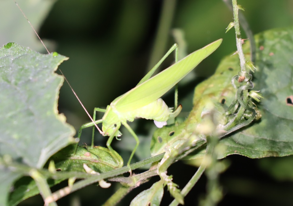 セスジツユムシ♂（精球を付けている）_クツワムシの森_2022年9月8日19時55分頃気温26度