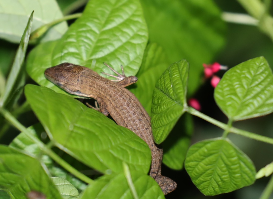 ニホンカナヘビ-就寝中_クツワムシの森_2022年9月9日20時30分頃気温26度