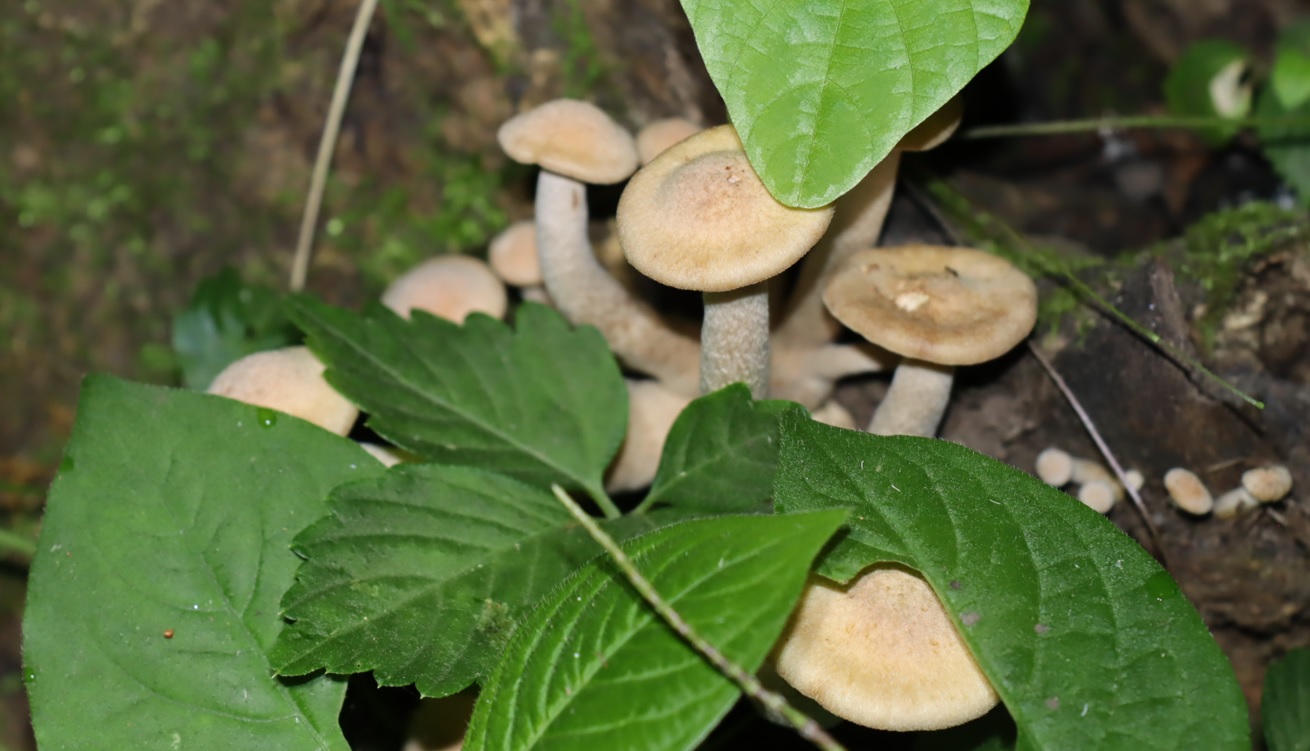 ブナシメジ？_クツワムシのホットスポット_クツワムシの森_2022年9月16日20時頃気温25度