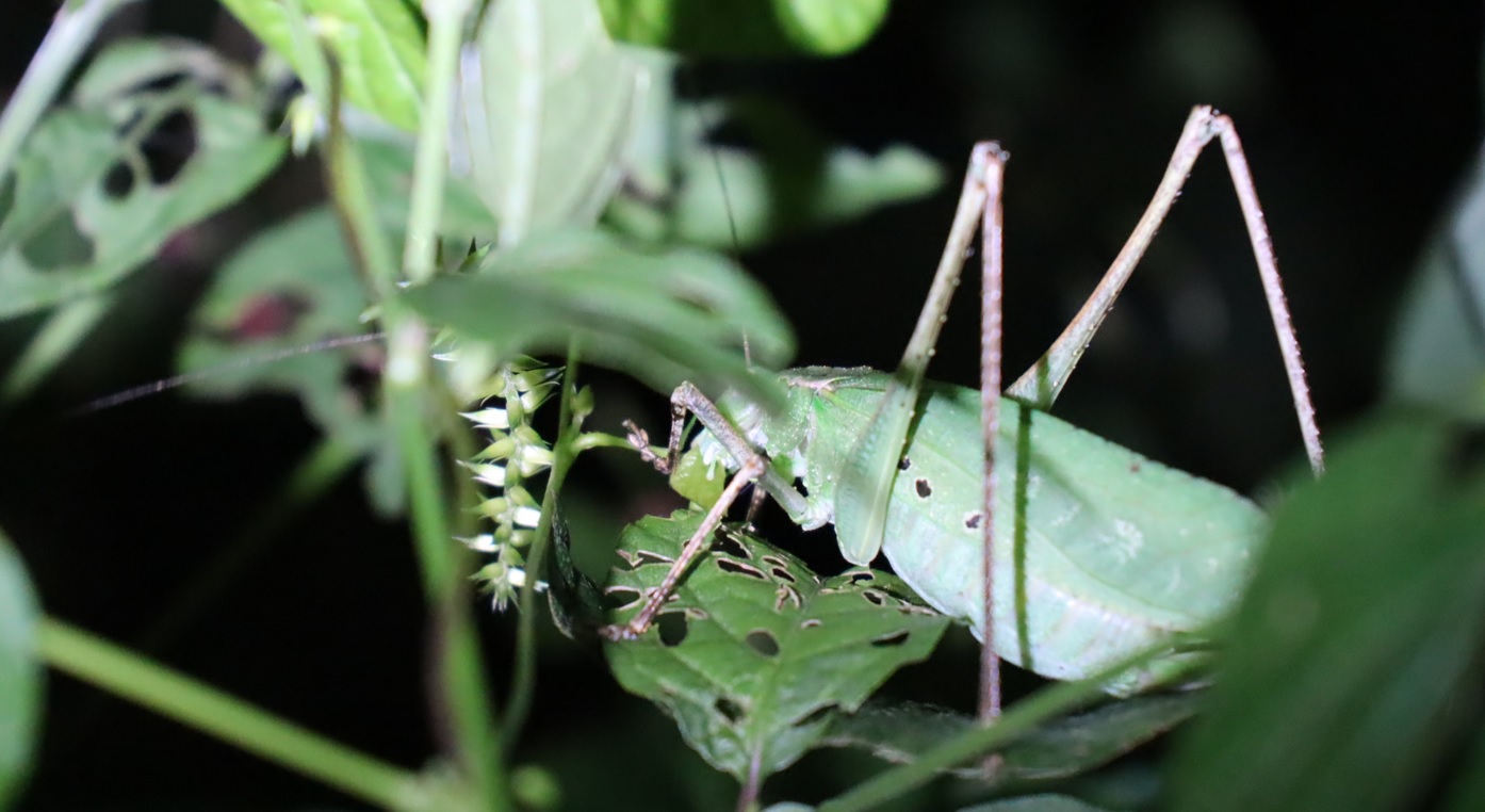 食事中のクツワムシ♀（緑色）_クツワムシの森_2022年9月9日19時50分頃気温26度