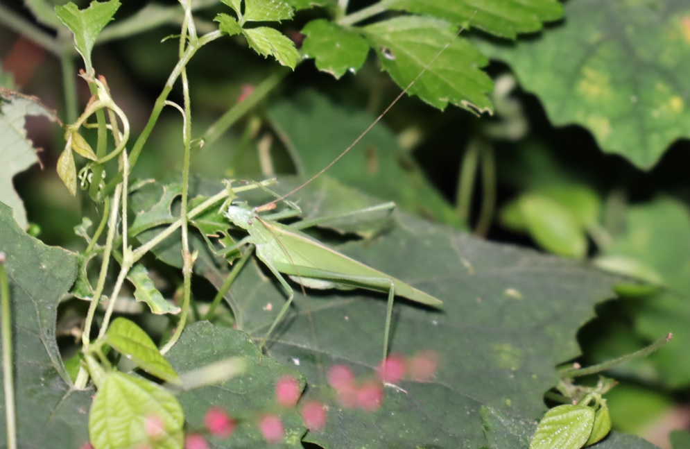 食事中のセスジツユムシ♀_クツワムシの森_2022年9月9日20時30分頃気温26度