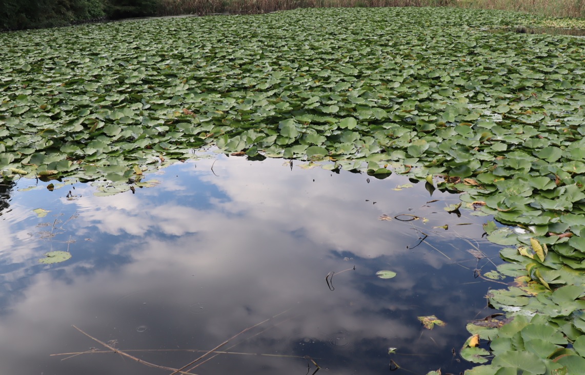 タガメが棲息していそうと思われがちなため池_2022年9月29日16時15分気温26度