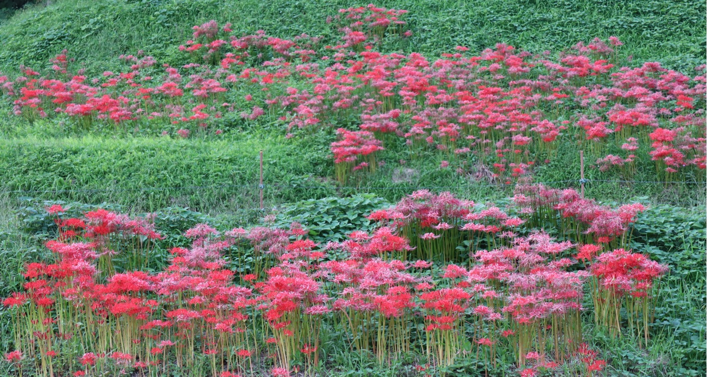 茂木町入郷石畑の棚田近くに生える彼岸花_2022年9月29日16時30分頃
