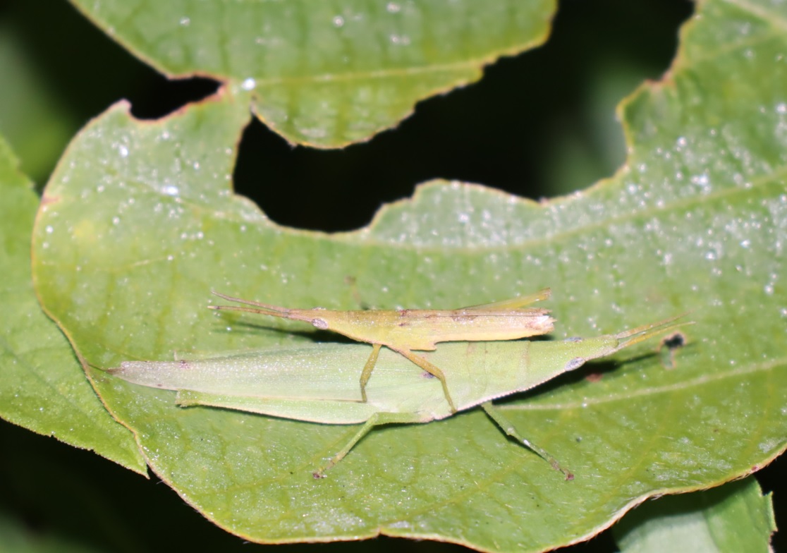 オンブバッタのペア_キリギリスの草原_2022年10月19日18時55分_気温15度