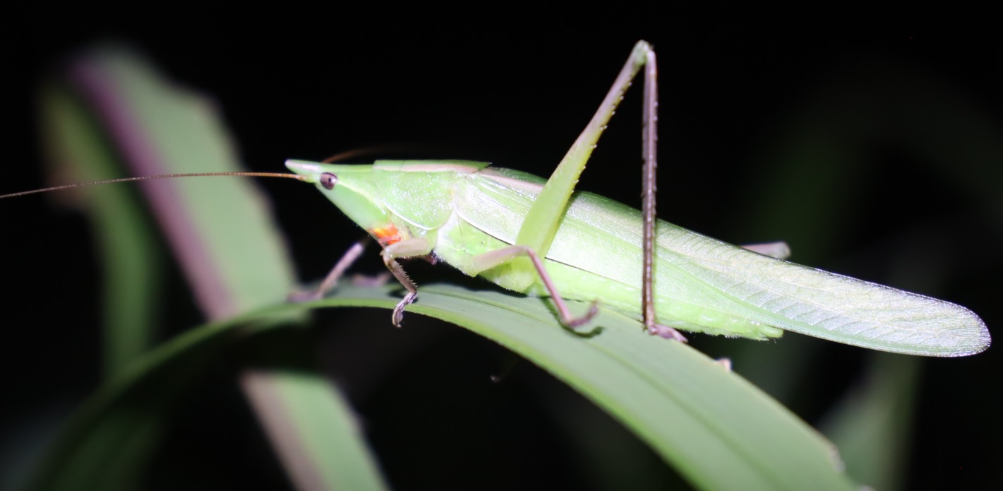 クビキリギス_キリギリスの草原_2022年10月19日18時25分_気温15度