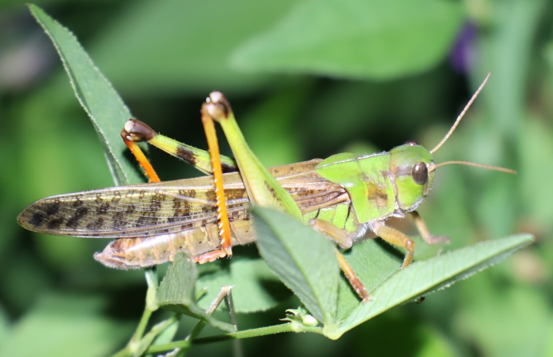 トノサマバッタ(緑色)_キリギリスの草原_2022年10月19日18時50分_気温15度