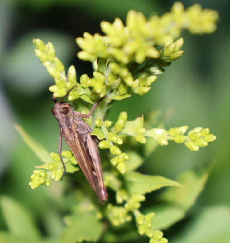 ヒナバッタ_キリギリスの草原_2022年10月19日18時40分_気温15度