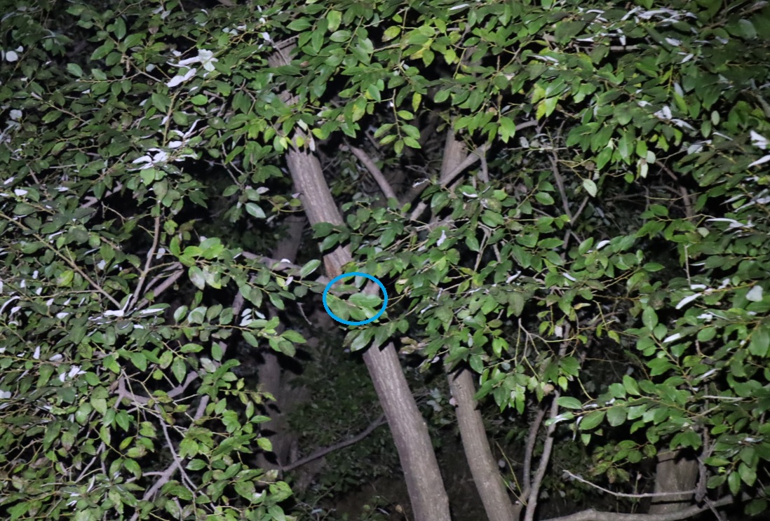 その他の洞のあるヤナギ-ヤナギ林_2022年11月2日19時気温18度