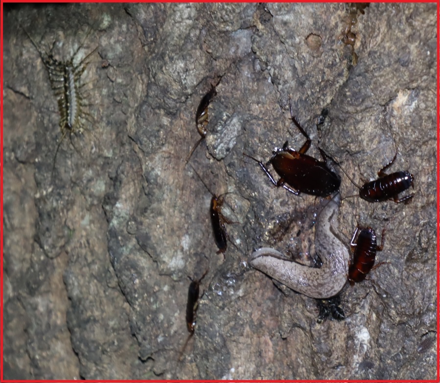 クロゴキブリ、ナメクジ、ゲジ_団地前のクヌギ_2022年10月21日19時55分気温17度