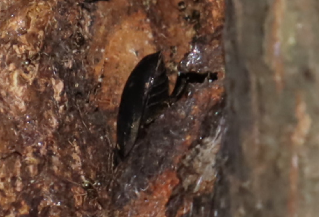 コクワガタ(接近)-その他の洞のあるヤナギ-ヤナギ林_2022年11月2日19時気温18度