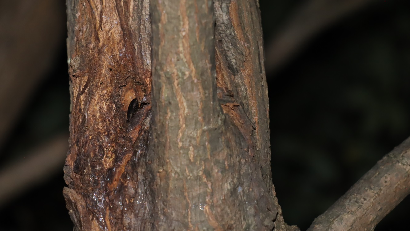 コクワガタ-その他の洞のあるヤナギ-ヤナギ林_2022年11月2日19時気温18度