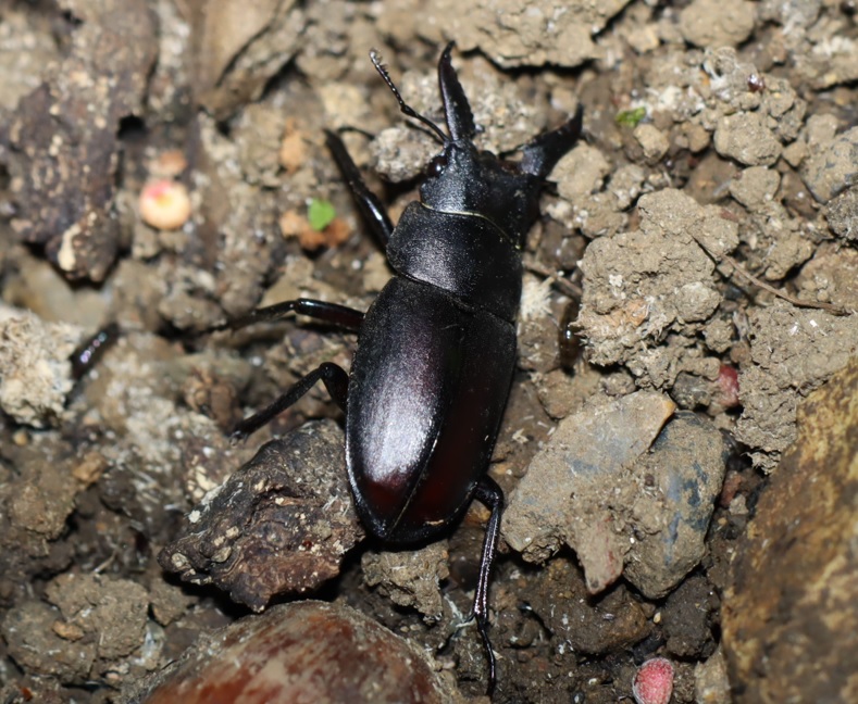 ノコギリクワガタ♂(強制的に確認)_団地前のクヌギ_2022年10月21日19時55分気温17度