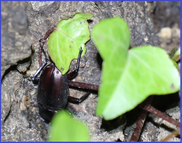 ノコギリクワガタ♂_団地前のクヌギ_2022年10月21日19時55分気温17度