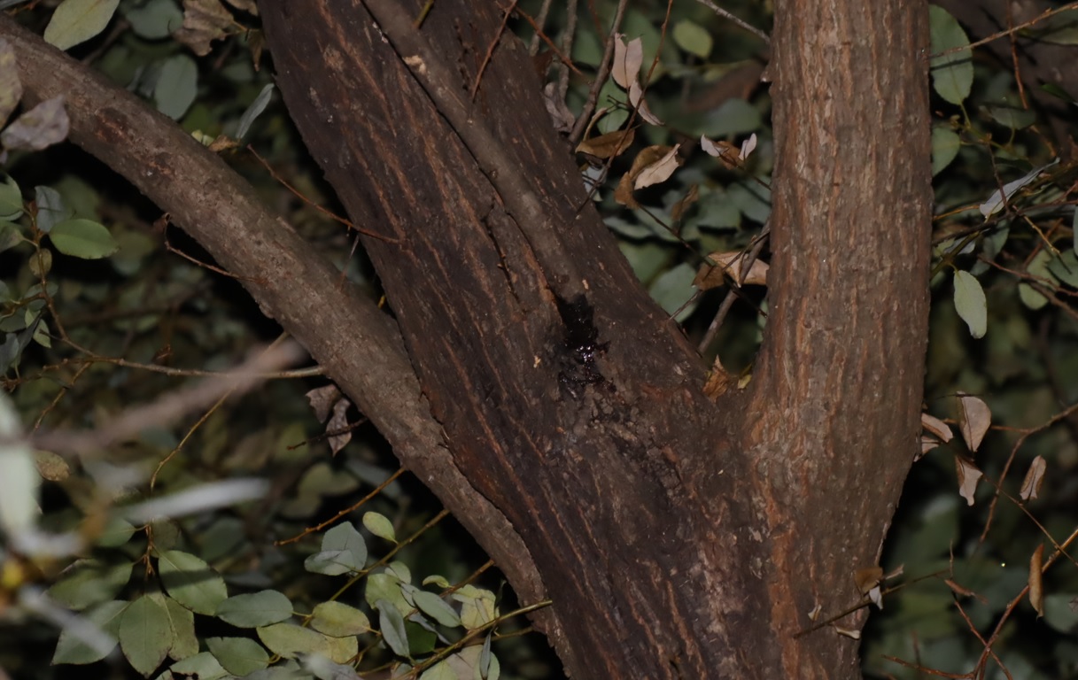 木肌が濡れているが樹液では無い？-その他のヤナギ-ヤナギ林_2022年11月9日19時10分頃_気温18度