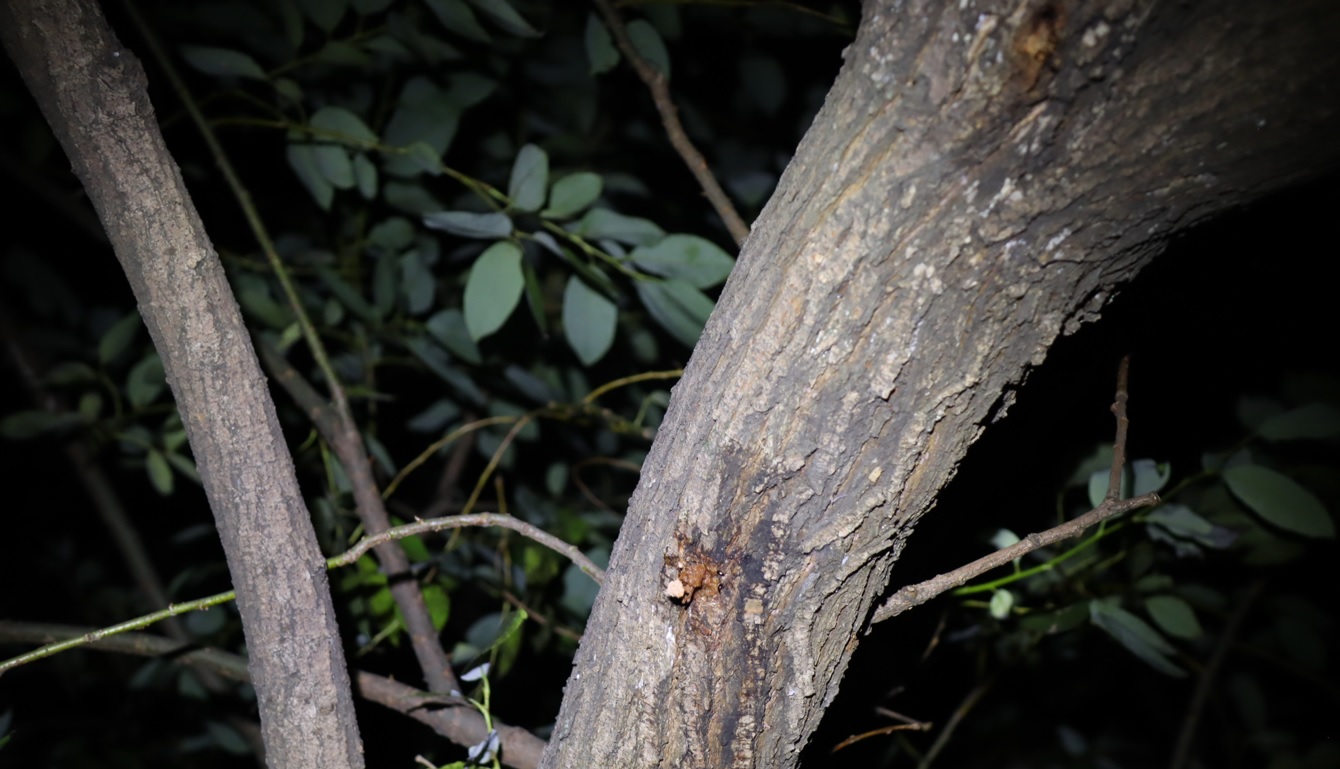 枝先のヤナギ（下）-ヤナギ林_2022年11月2日18時50分気温18度