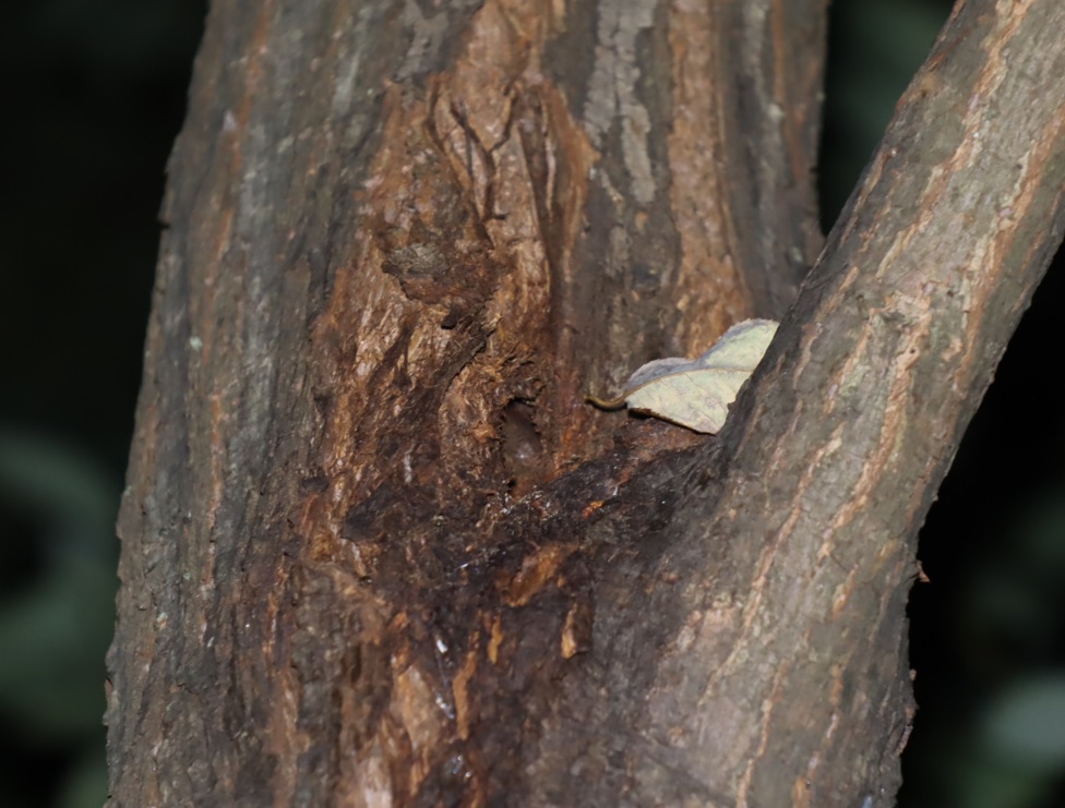 洞のあるその他のヤナギ-ヤナギ林_2022年10月21日19時40分気温17度
