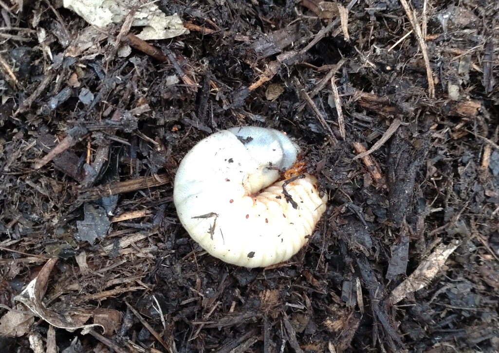 カブトムシの幼虫（接近）_クツワムシの棲む森の腐葉土_2022年11月20日11時40分気温14度