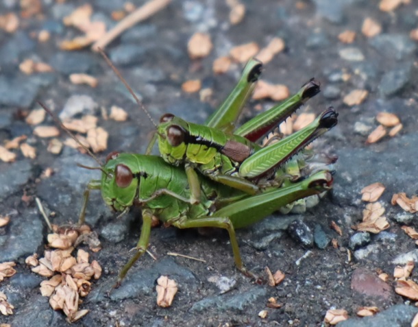 フキバッタのペア_ツキノワグマの生息地-標高850ｍ_2022年11月22日13時30分気温13度