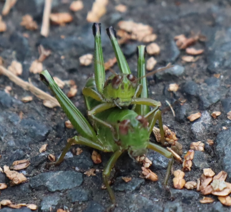 フキバッタのペア（正面アングル）_ツキノワグマの生息地-標高850ｍ_2022年11月22日13時30分気温13度