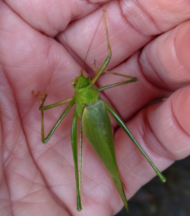 ヤマクダマキモドキ♀-アングル2_熊倉山登山口から白久駅に降りる車道（標高500ｍ）_2022年12月12日14時35分気温8度