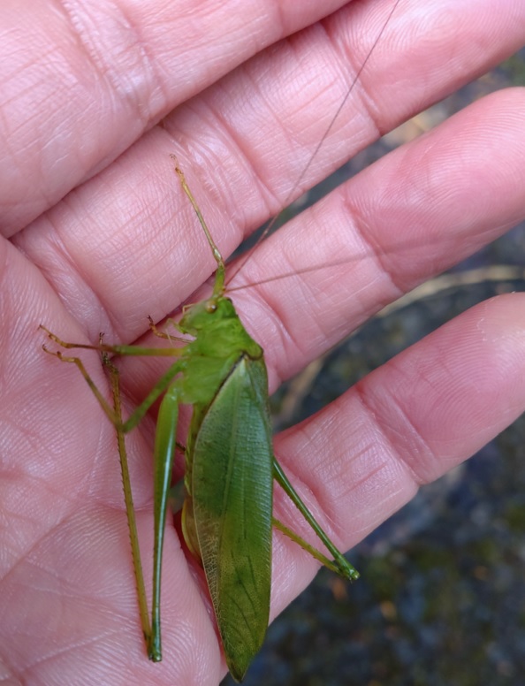 ヤマクダマキモドキ♀-アングル3_熊倉山登山口から白久駅に降りる車道（標高500ｍ）_2022年12月12日14時35分気温8度