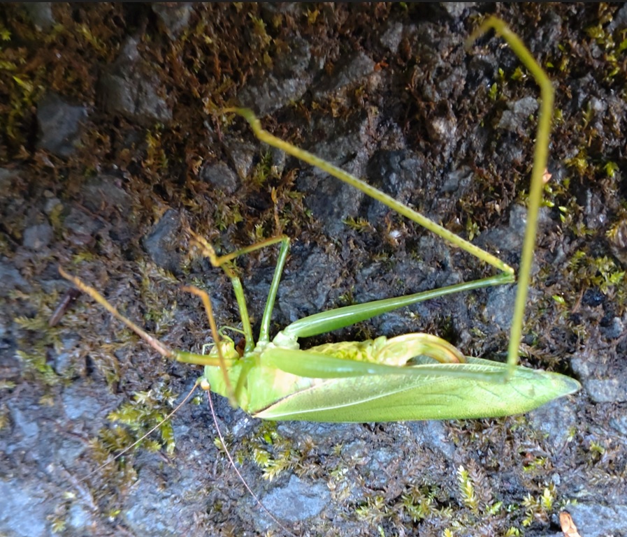 ヤマクダマキモドキ♀_熊倉山登山口から白久駅に降りる車道（標高500ｍ）_2022年12月12日14時35分気温8度