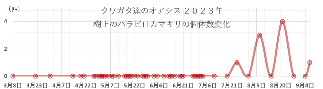 クワガタ達のオアシス2023年樹上で見つかるハラビロカマキリの個体数変化