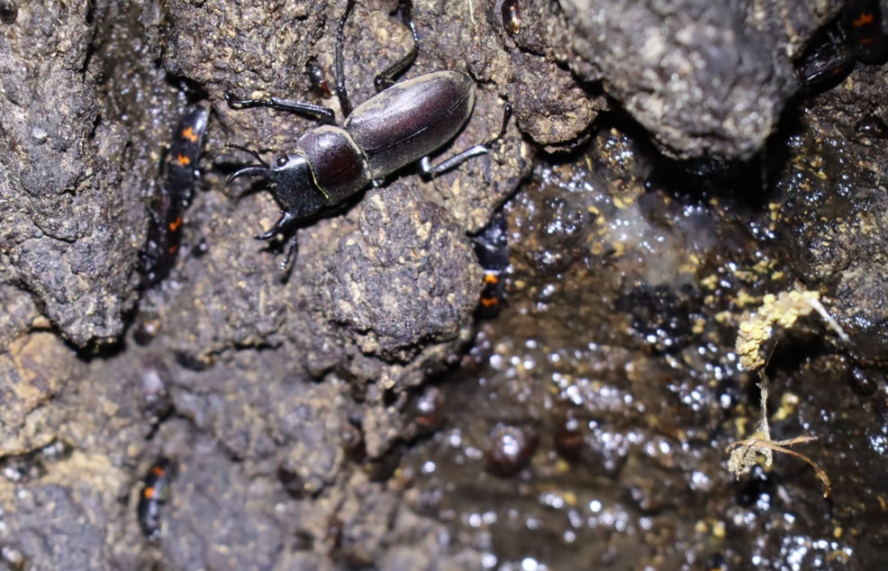 コクワガタ♂1_No3のクヌギ根元_クワガタ達のオアシス_2023年4月30日19時25分気温19.5度