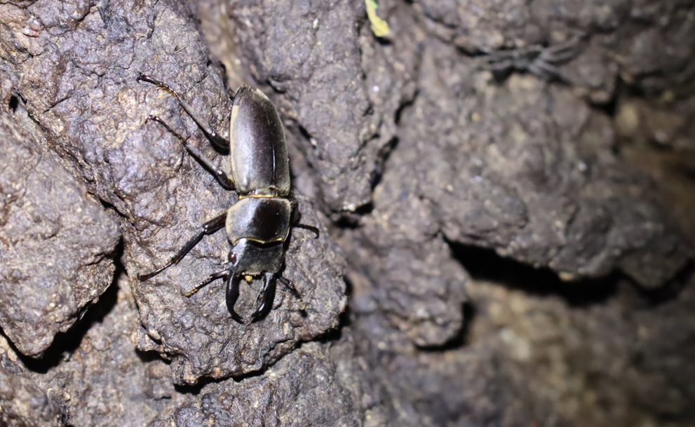 コクワガタ♂2_No3のクヌギ根元_クワガタ達のオアシス_2023年4月30日19時25分気温19.5度