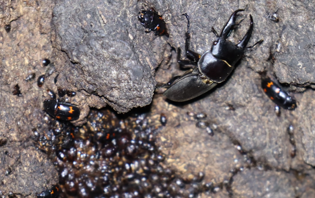 コクワガタ♂_No3のクヌギ_クワガタ達のオアシス_2023年5月17日20時30分気温19.7度