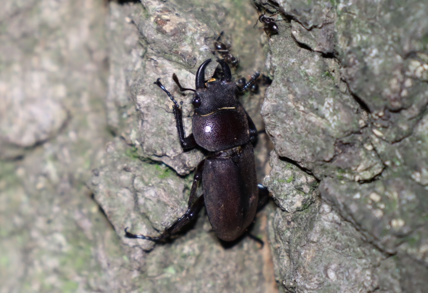 コクワガタ♂_No5のクヌギ_クワガタ達のオアシス_2023年5月16日20時40分気温16.3度