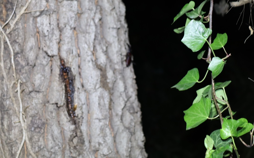 ノコギリクワガタ大歯♂今期初（アングル1）_No4のクヌギ_クワガタ達のオアシス_2023年5月17日20時30分気温19.7度