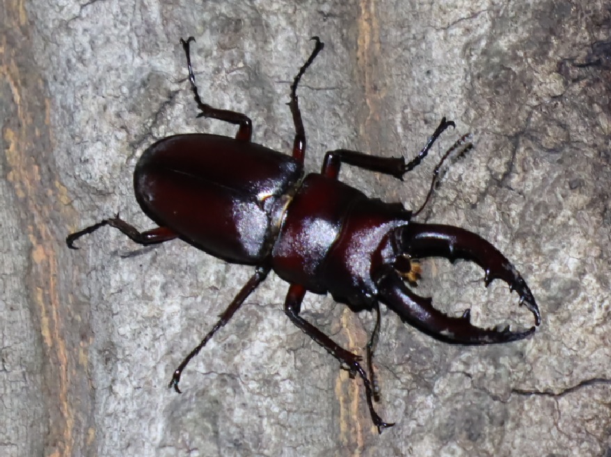 ノコギリクワガタ大歯♂今期初（アングル3）_No4のクヌギ_クワガタ達のオアシス_2023年5月17日20時30分気温19.7度