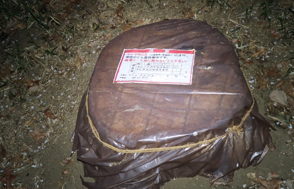 切り株と化したNo2のクヌギ_クワガタ達のオアシス_2023年3月31日