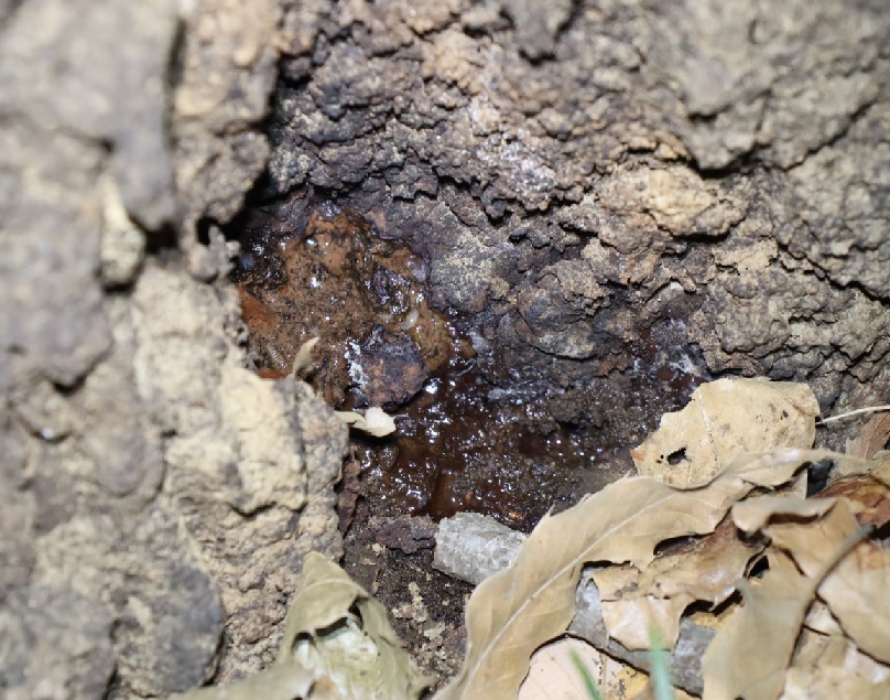 樹液_No5のクヌギ根元_クワガタ達のオアシス_2023年3月8日18時30分気温15度