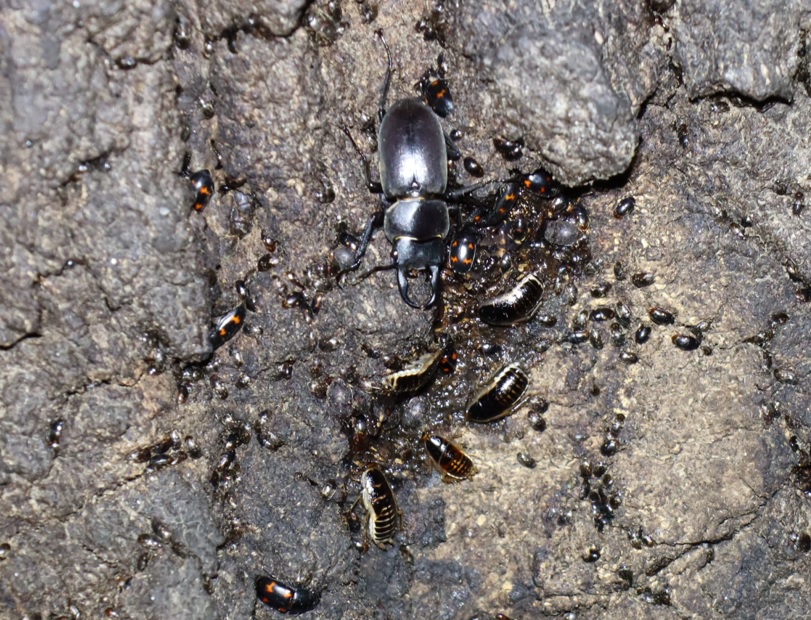 樹液にきたコクワガタ♂_No3のクヌギ_クワガタ達のオアシス_2023年5月5日19時45分気温21.5度