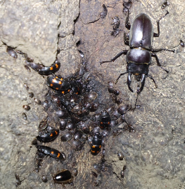 樹液にきたコクワガタ♂_No7のクヌギ_クワガタ達のオアシス_2023年5月3日19時30分気温18度