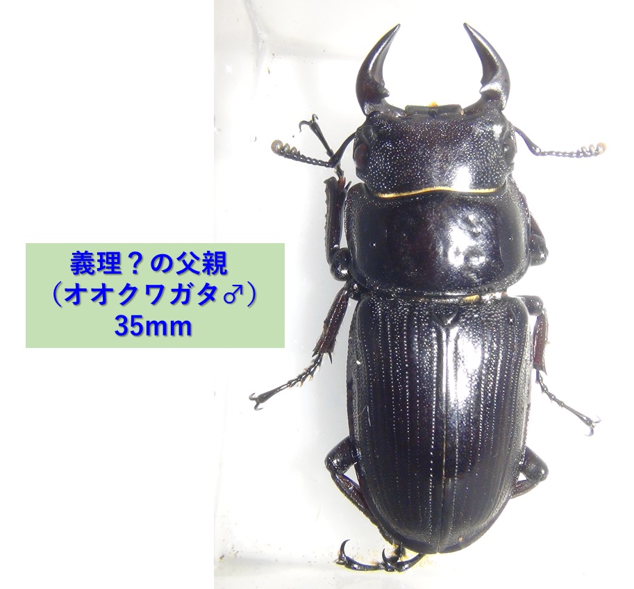 オオクワガタ♂_体長35mm_2024年4月9日