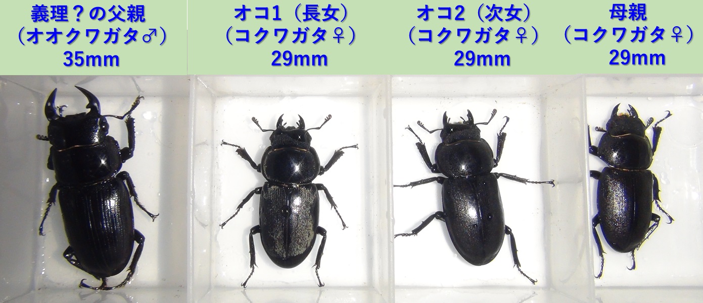 オオクワガタ♂×コクワガタ♀=コクワガタ♀→計算間違い_2024年4月9日