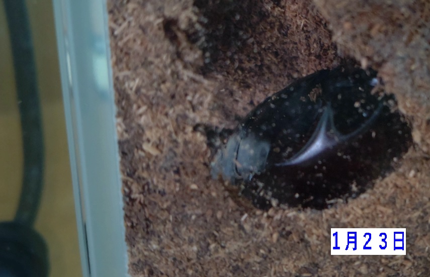 オオクワガタ♂６７ｍｍ_2023年1月23日