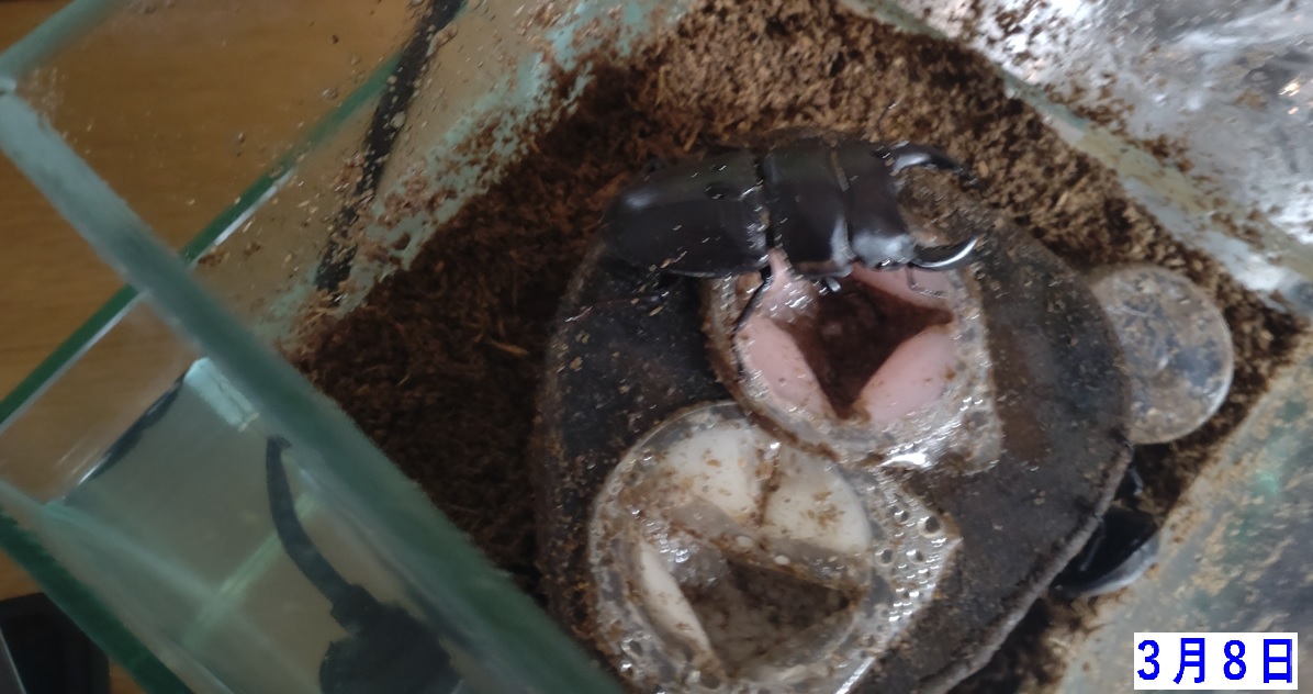 オオクワガタ♂６７ｍｍ、オオクワガタ♀４６ｍｍ_2023年3月8日