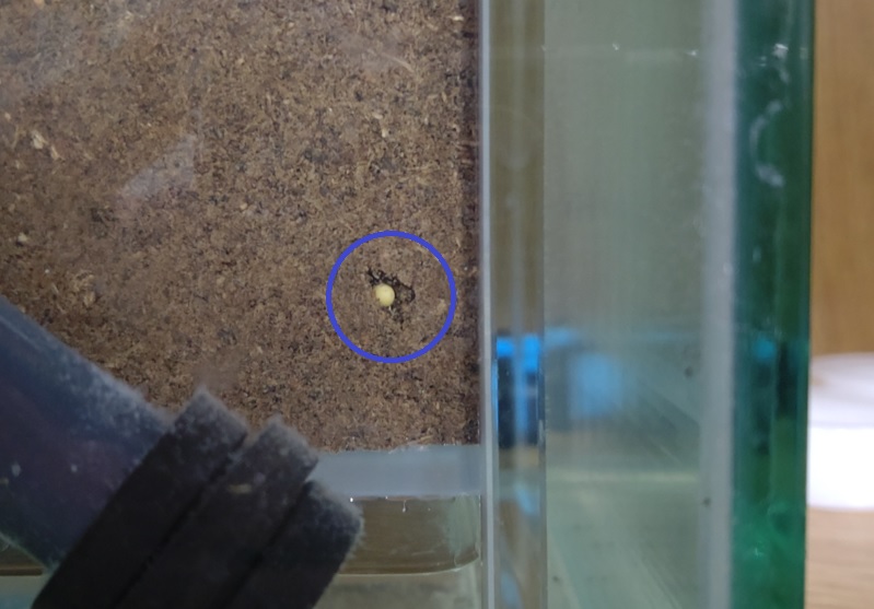 オオクワガタ野外保護個体から2世代目の卵_2023年3月29日