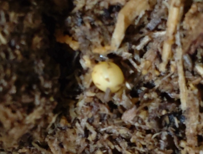 オオクワガタ野外確保-2世代目の卵（A-8）_2023年4月9日