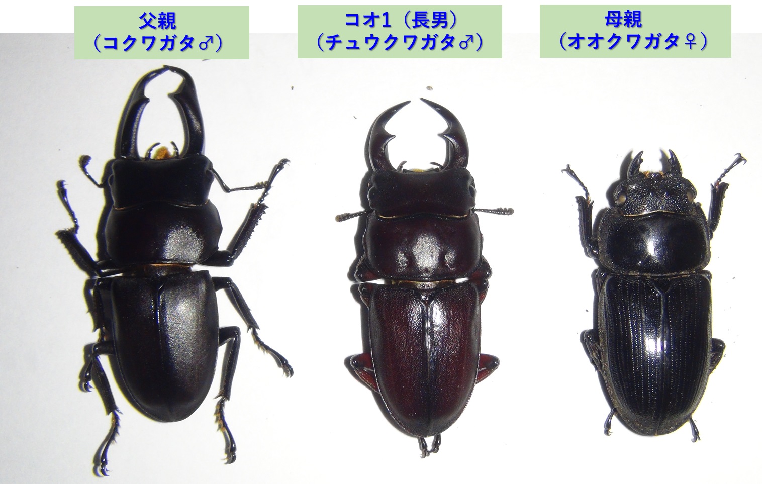 コクワガタ♂×オオクワガタ♀=チュウクワガタ♂_2024年4月3日